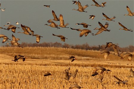 Spring Migration of Sandhill Cranes and Waterfowl Huron Wetland Management District photo
