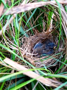 Saltmarsh sparrow nest and chicks at Rachel Carson National Wildlife Refuge photo