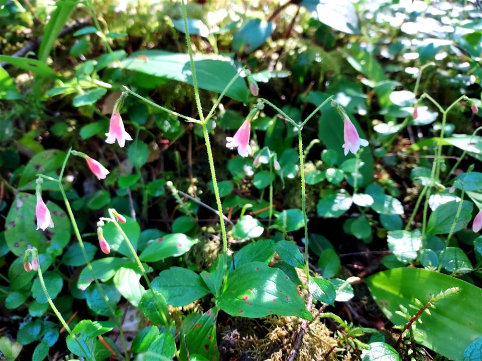 Twinflower, Mt. Baker-Snoqualmie National Forest. Photo by Anne Vassar June 17, 2021.