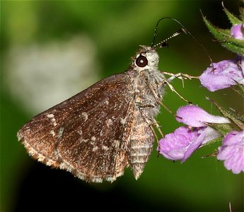 ROADSIDE-SKIPPER, CELIA'S (Amblyscirtes celia) (02-27-2023) national butterfly center, hidalgo co, tx -01