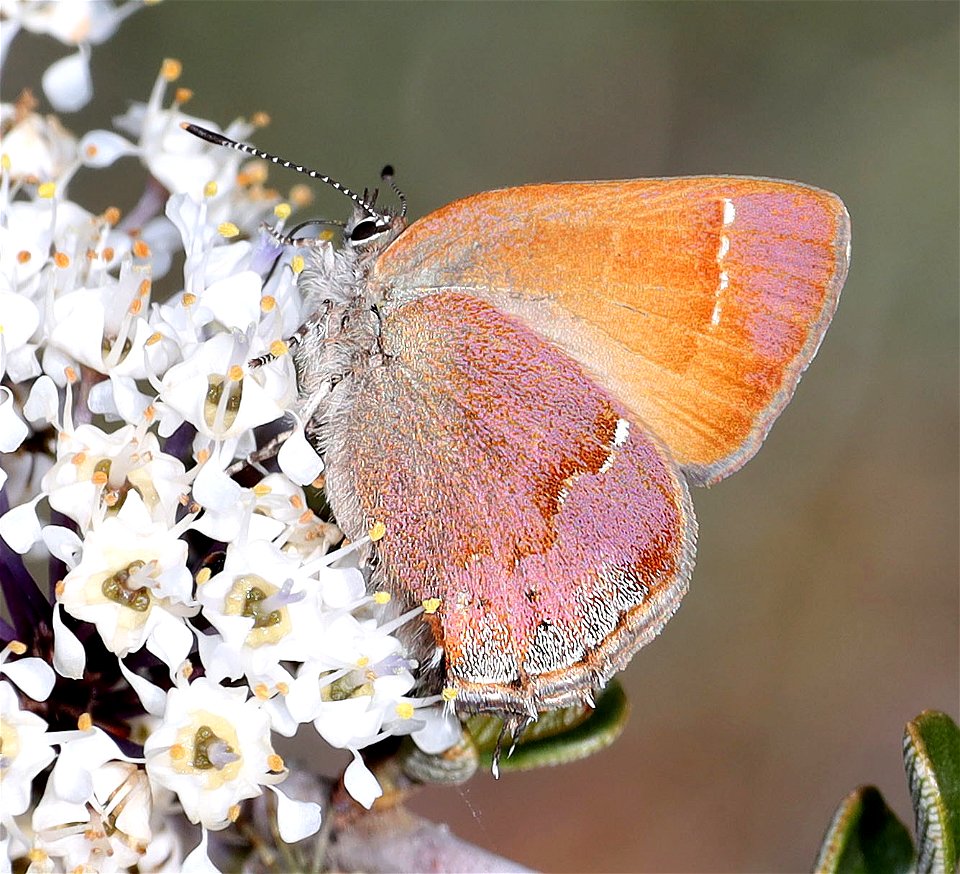 HAIRSTREAK, NELSON'S JUNIPER (Callophrys gryneus nelsonii) (05-03-2022) west of o'brian on lone mt rd at or mt botanical area, josephine co, or-01