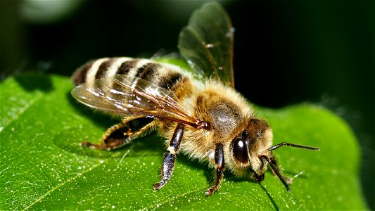 Die Honigbiene (Apis mellifera) legt eine Rast an der Hecke ein