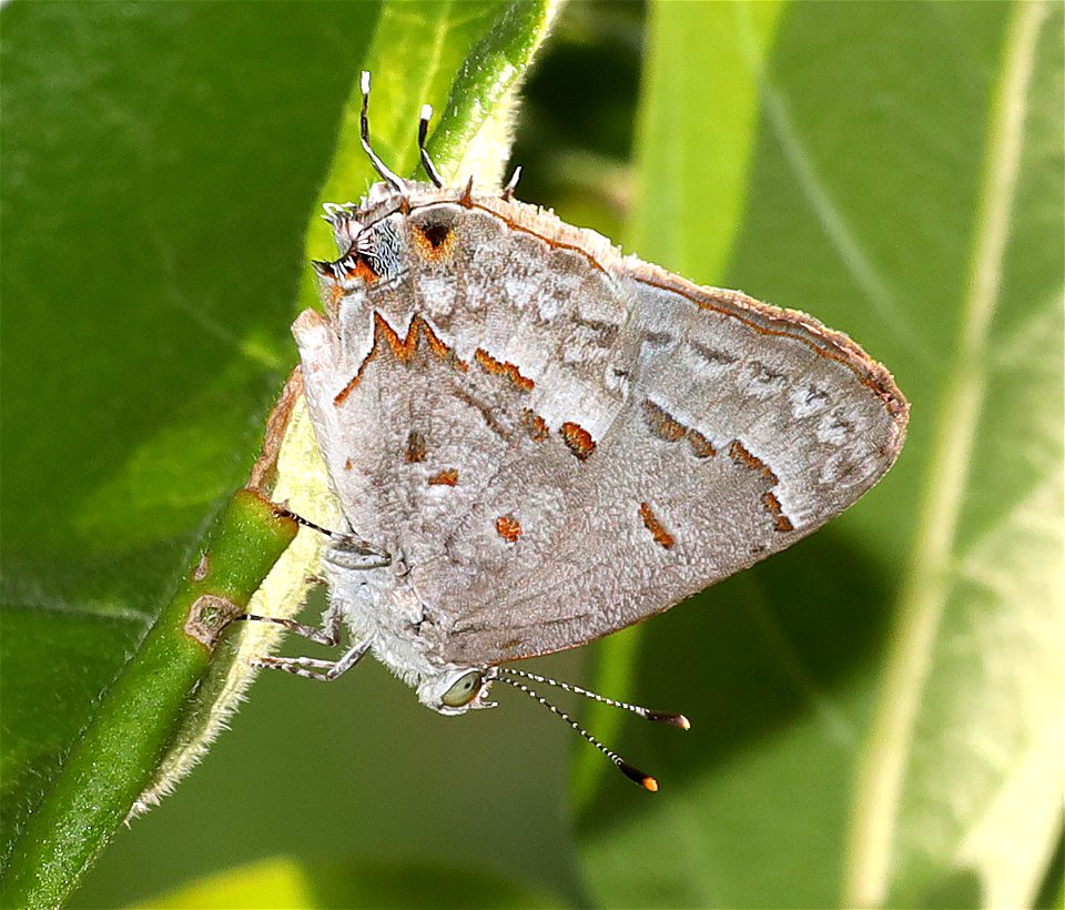 MINISTREAK, CLYTIE (Ministrymon clytie) (11-30-2021) nat butterfly center, mission, hidalgo co, tx -01
