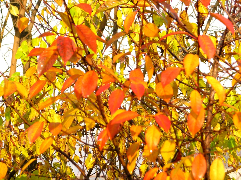 toamna2009_1127_091029