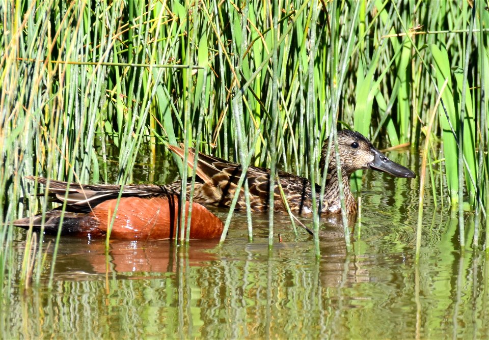 Cinnamon teal at Seedskadee National Wildlife Refuge