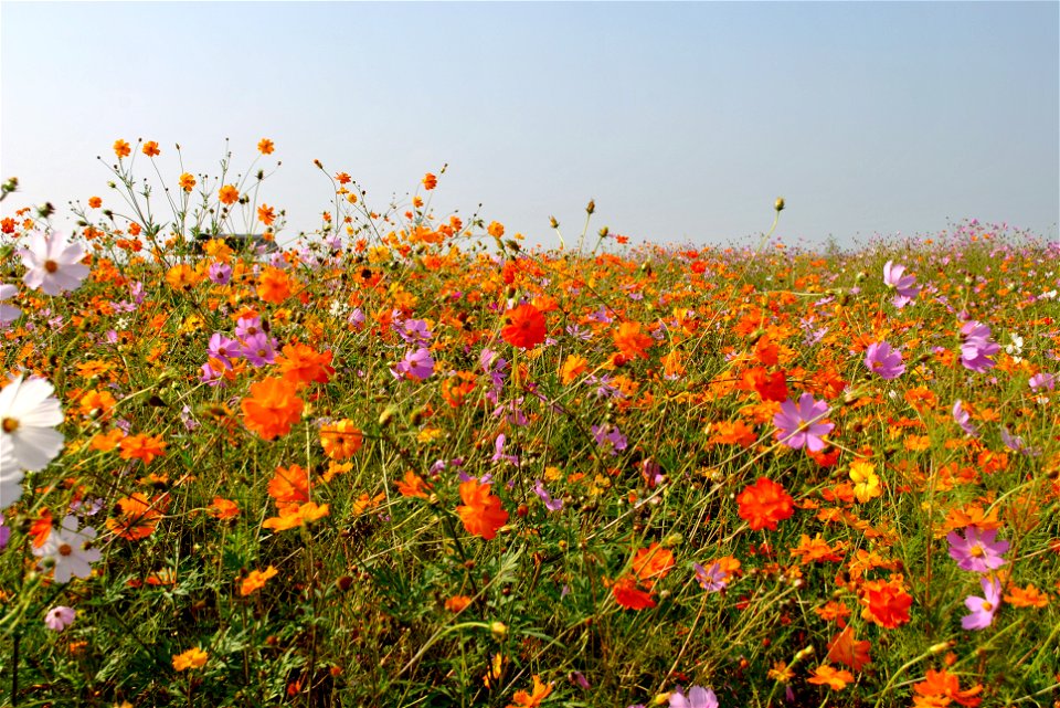 Cosmos Flowers