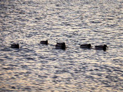 Ducks in a row