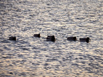 Ducks in a row photo