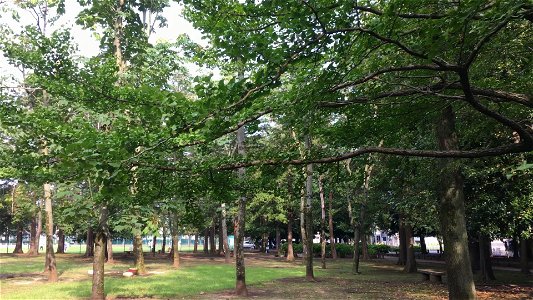 Ominami Park in Midorigaoka, Musashimurayama-shi