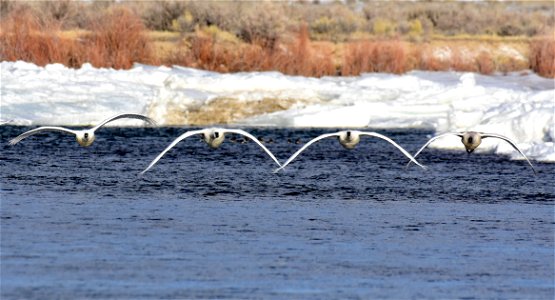 Trumpeter swan at Seedskadee National Wildlife Refuge