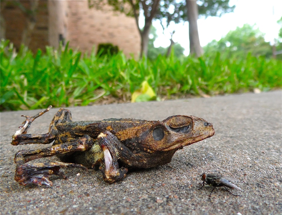 Dead frog amphibian