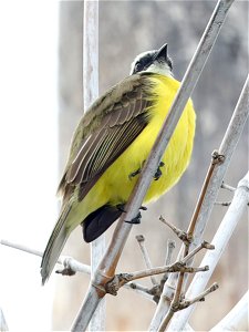 597 - SOCIAL FLYCATCHER (11-23-2022) UT-LRG campus, cameron co, tx -05