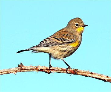 835 - YELLOW-RUMPED WARBLER (10-16-2021) audubon's, crescent city, del norte co, ca -01