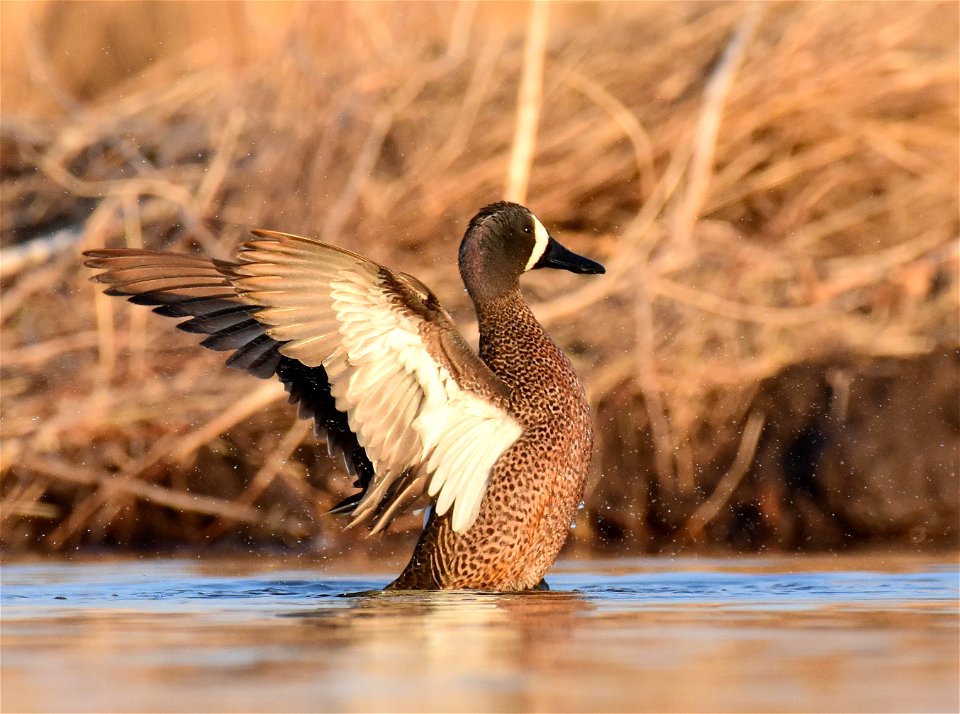 Blue-winged teal at Seedskadee National Wildlife Refuge