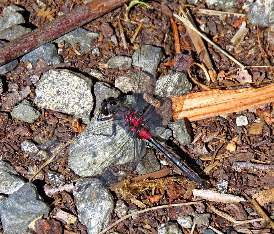 WHITEFACE, CRIMSON-RINGED (Leucorrhinia glacialis) (7-21-2021) 5100 ft, sanger lake,smith river nat rec area, del norte co, ca -03