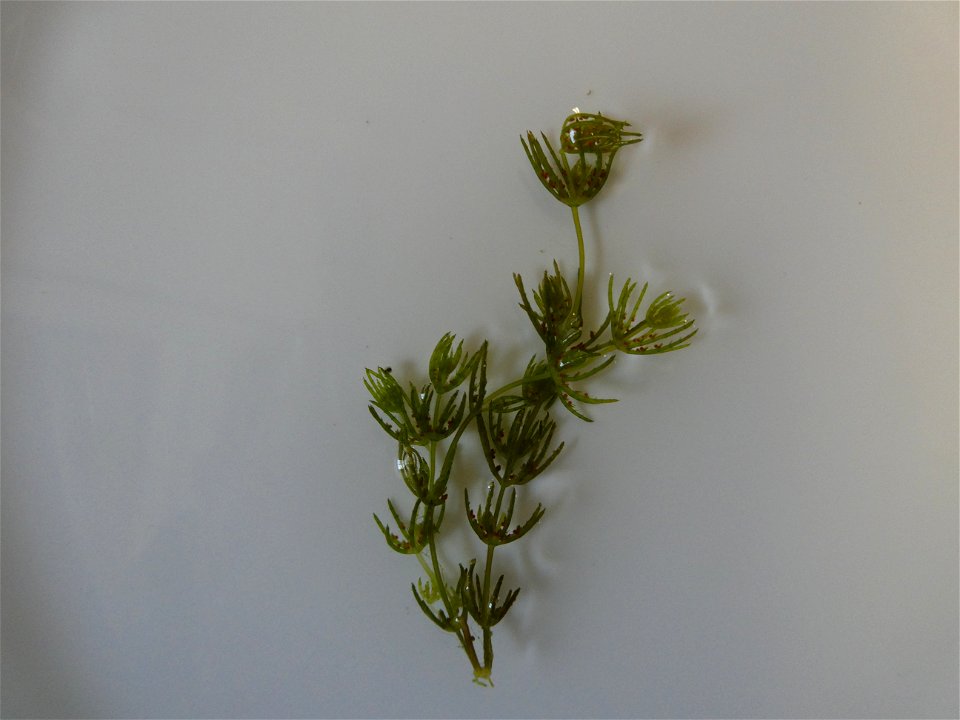 Chara globularis J.L.Thuiller, 1799