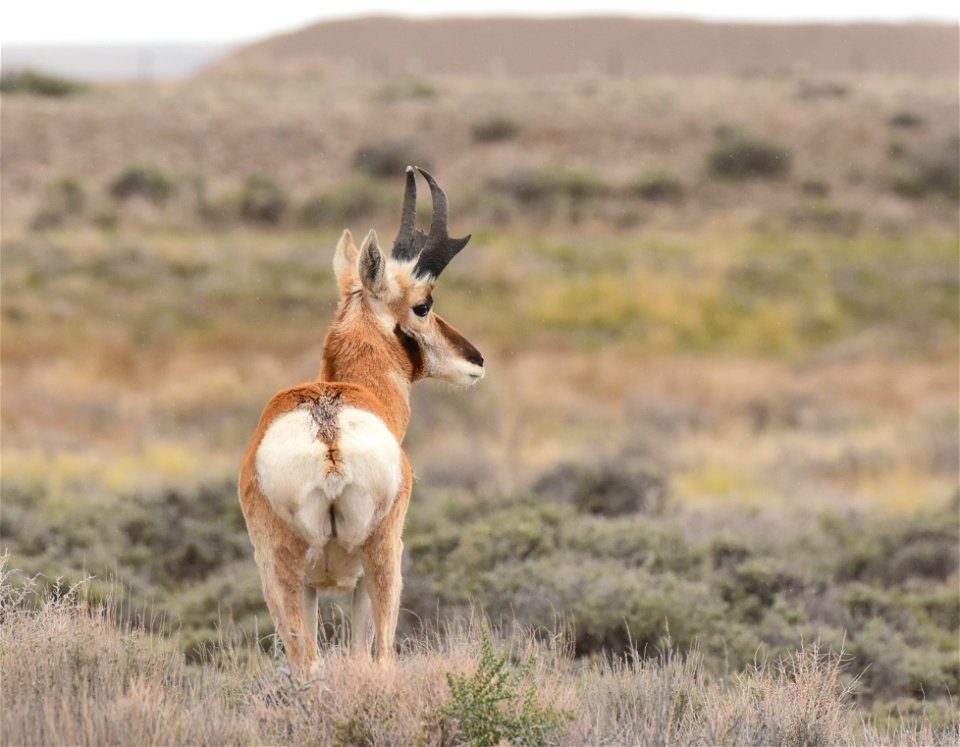 Pronghorn at Seedskadee National Wildlife Refuge