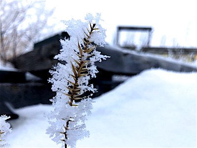 Delicacy of Frost