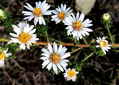 Fleabane Party