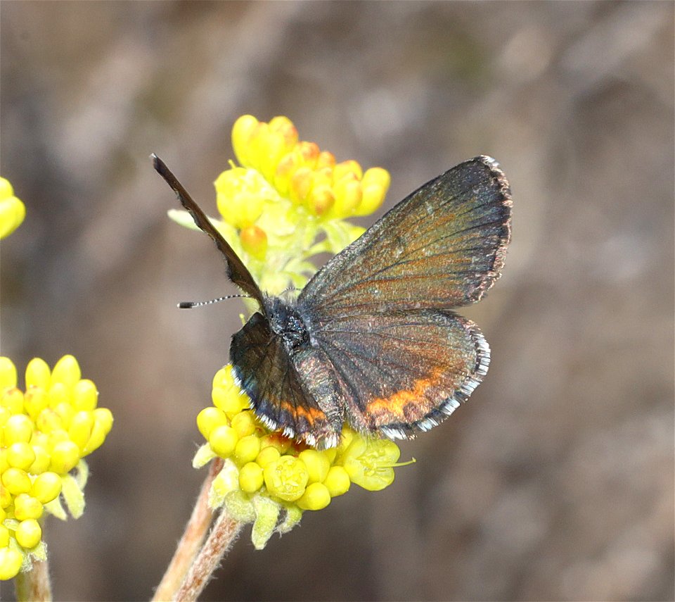 BLUE, GLAUCON (Euphilotes glaucon) (07-03-2022) west boundary rd, aka rte104, klamath co, or -11