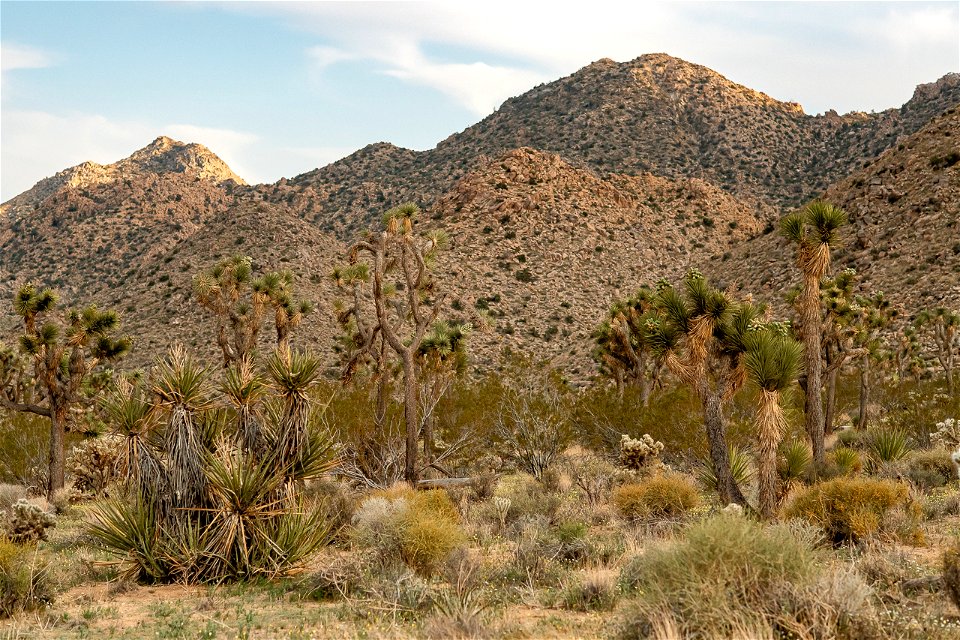 Yucca sunset photo