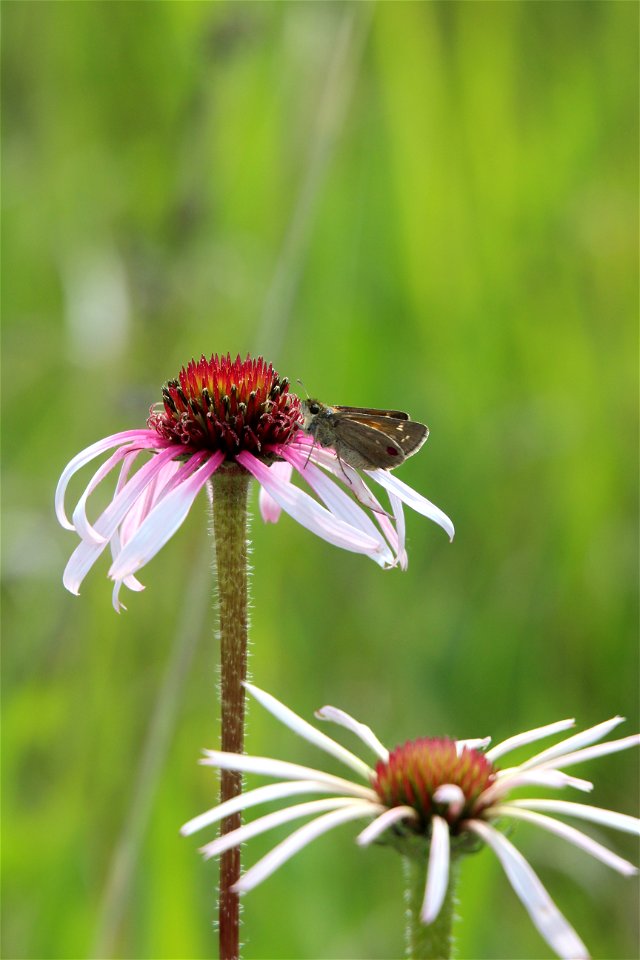 Dakota Skipper Butterfly on Purple Coneflower photo