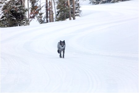 A single female wolf on the winter groomed road photo