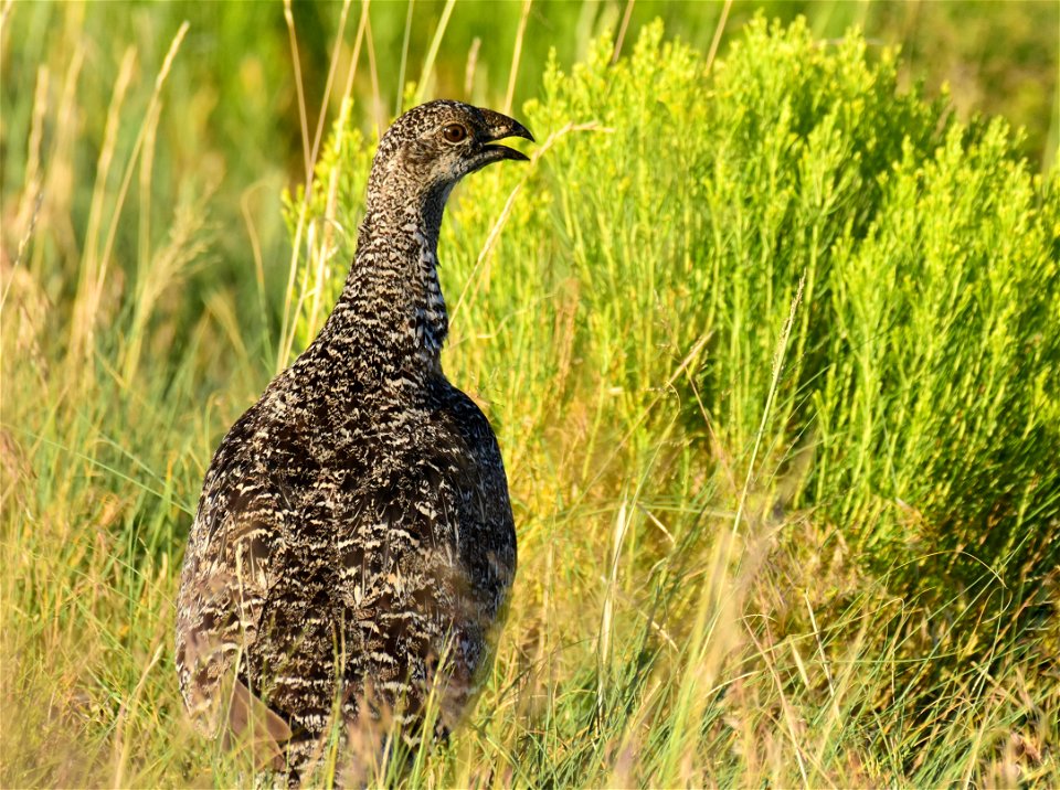 Greater sage-grouse at Seedskadee National Wildlife Refuge