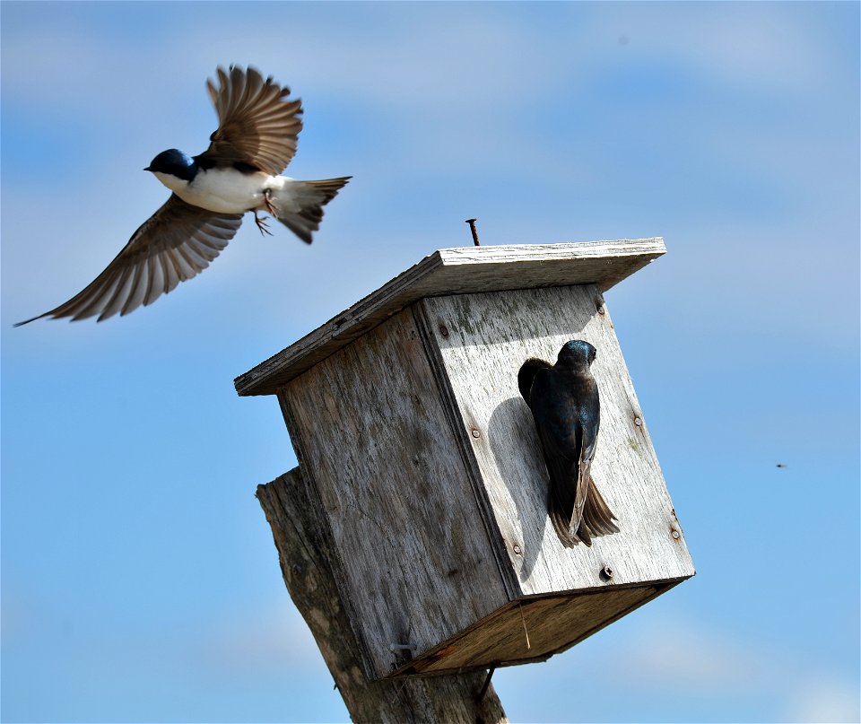 Tree swallow pair photo