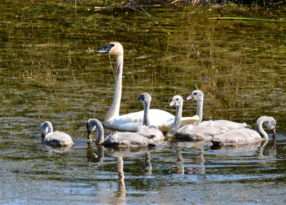 Trumpeter swan at Seedskadee National Wildlife Refuge
