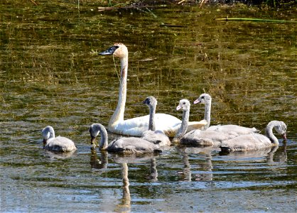 Trumpeter swan at Seedskadee National Wildlife Refuge