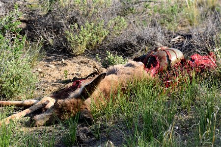 Mule deer winterkill at Seedskadee National Wildlife Refuge