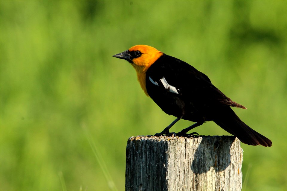 Yellow-headed Blackbird Huron Wetland Management District South Dakota photo