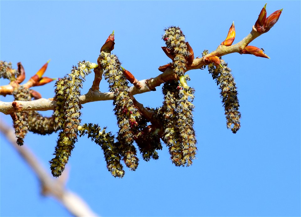 Narrowleaf cottonwood (Populus angustifolia) at Seedskadee National Wildlife Refuge