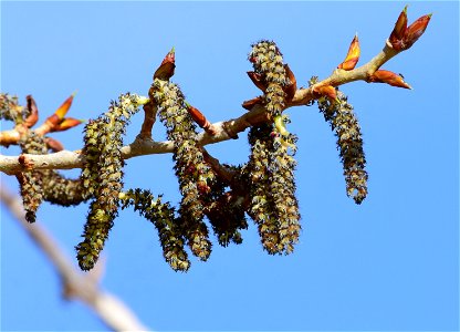 Narrowleaf cottonwood (Populus angustifolia) at Seedskadee National Wildlife Refuge photo