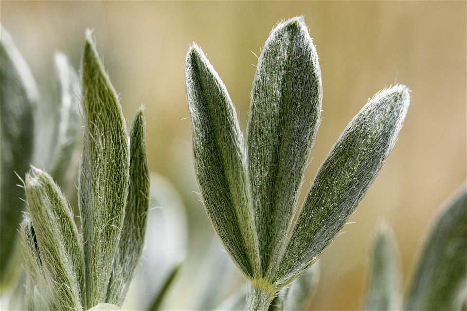 Astragalus gilviflorus