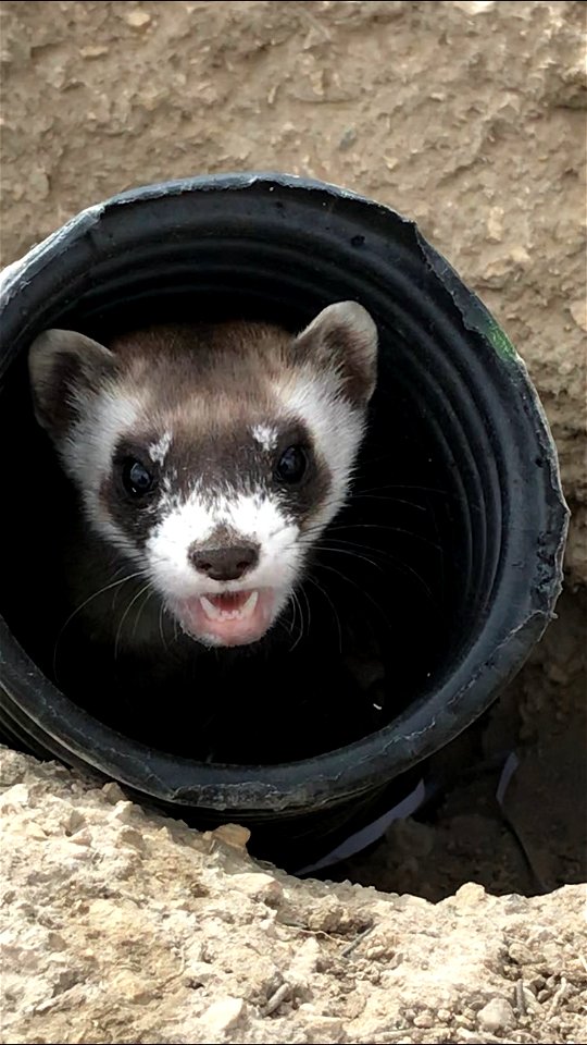 Black Footed Ferret