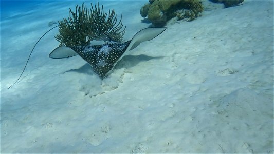 Eagle Ray Nose Down Invisibles Bonaire.