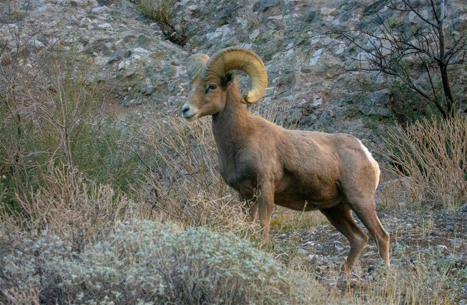 San Gorgonio Wilderness in Sand to Snow National Monument photo