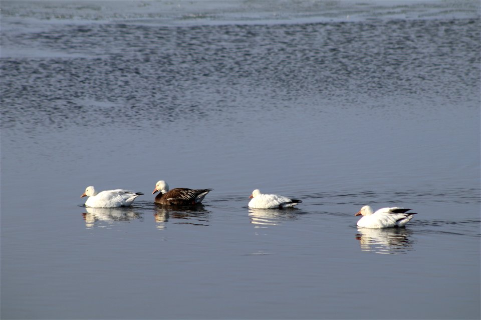 Snow Geese Lake Andes National Wildlife Refuge South Dakota photo