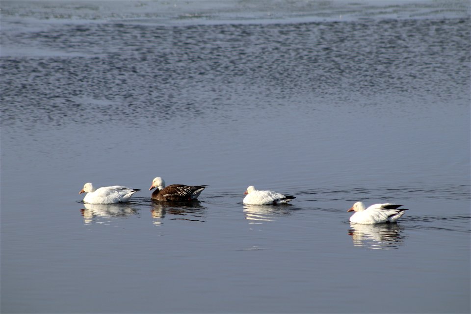 Snow Geese Lake Andes National Wildlife Refuge South Dakota