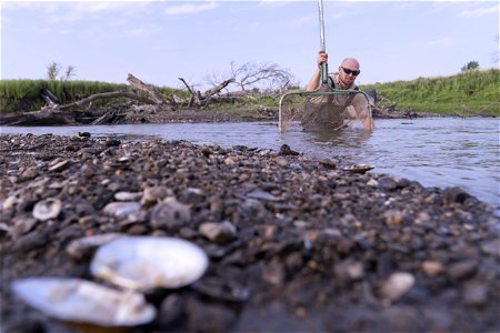 Mussel Collection in SD's James River photo