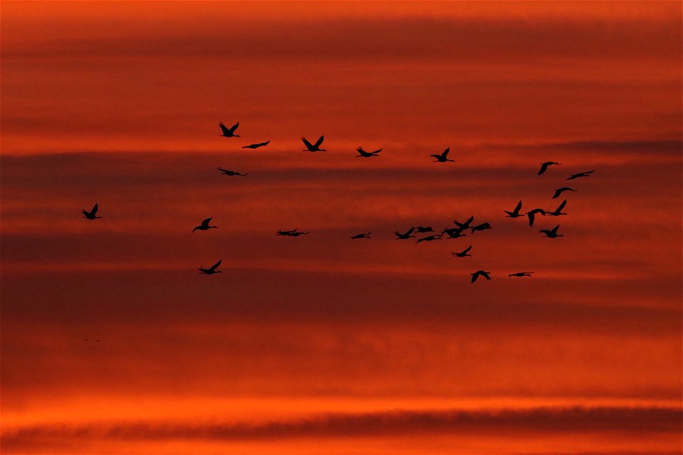 Sandhill Cranes at Sunset Huron Wetland Management District South Dakota photo