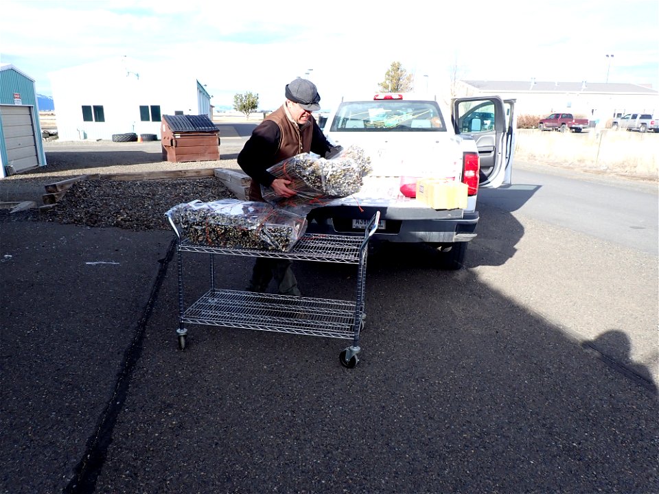 Preparing Cuttings at the Clarno Hardwood Production Beds