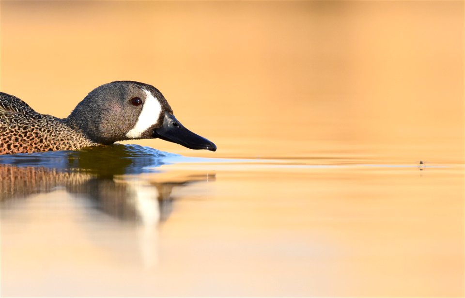 Blue-winged teal at Seedskadee National Wildlife Refuge