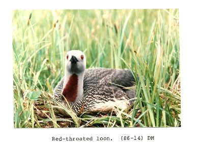 (1986) Red-Throated Loon photo