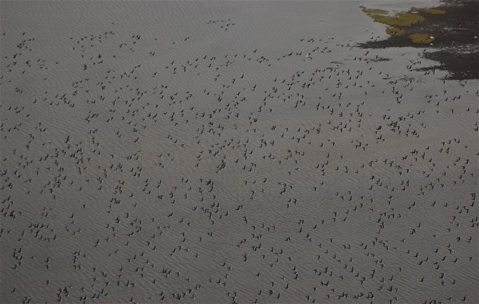 Brant at Izembek Lagoon