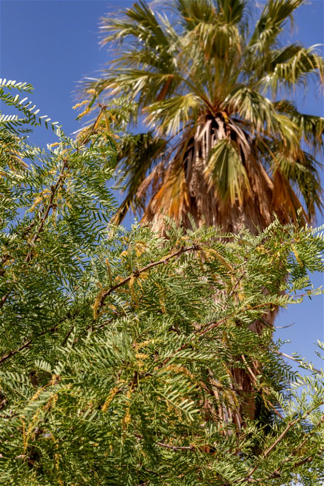 Mesquite (Prosopis glandulosa) in the Oasis of Mara