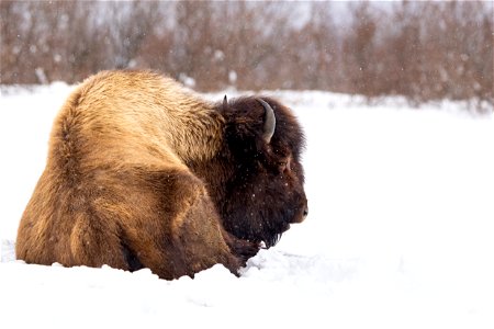 Wood bison in the snow photo