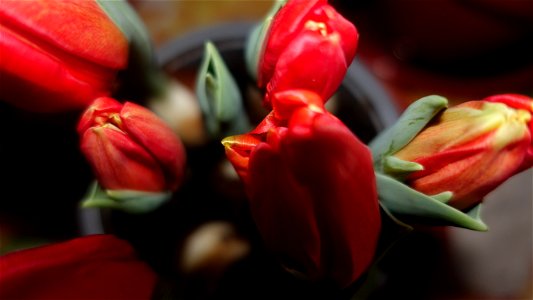 tulips_lalele-2023_0219_080911